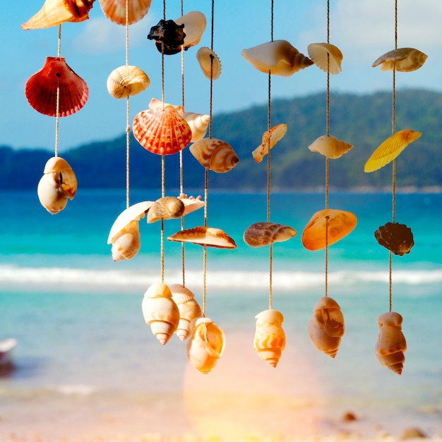 Coquillages sur un bord de mer