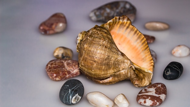 coquillages, cadeaux de la mer