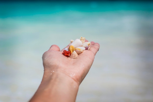 Coquillages Colorés Brillants Sur La Main De La Femme Avec Fond D'eau Turquoise, Zanzibar.