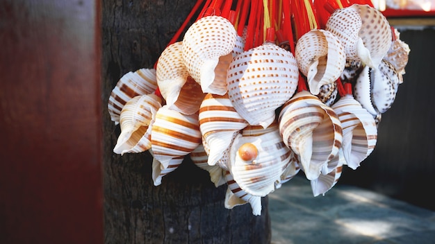 Coquillages colorés mélangés