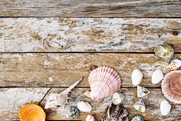 Coquillages colorés sur des planches de bois voyages vacances d'été concept de mer d'été minimalisme