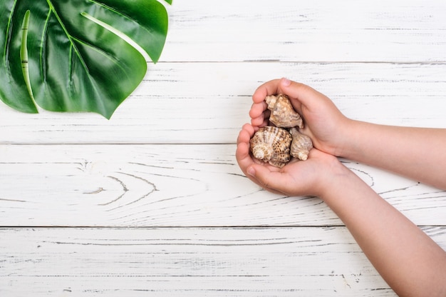 Coquillages dans les mains des enfants et feuille de monstera sur des tableaux blancs