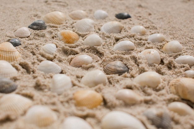 Coquillages dans le sable au bord de la mer