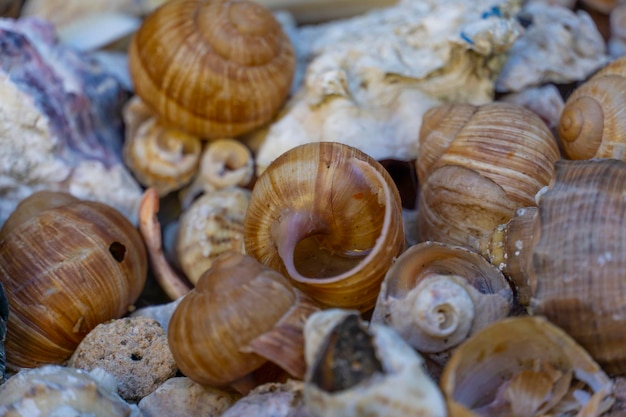 Coquillages de différentes formes et couleurs