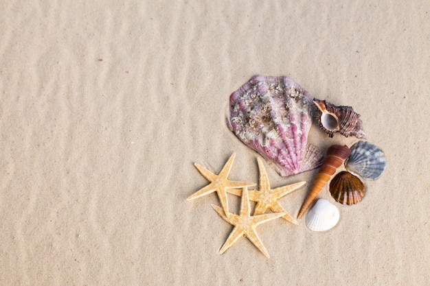 Coquillages avec du sable en arrière-plan