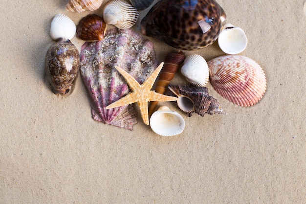 Photo coquillages avec du sable en arrière-plan