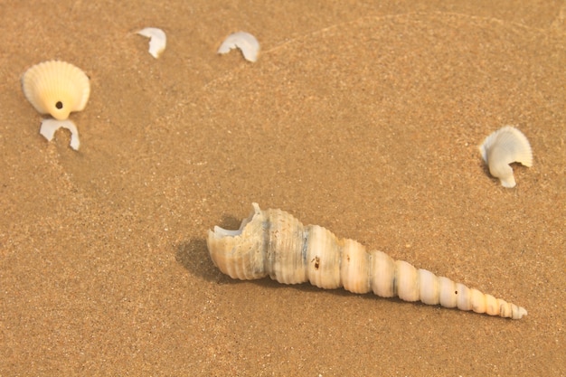 coquillages avec du sable