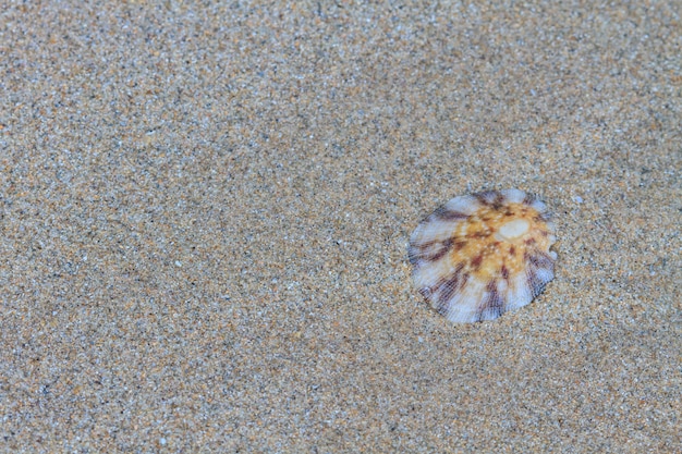 Photo coquillages avec du sable