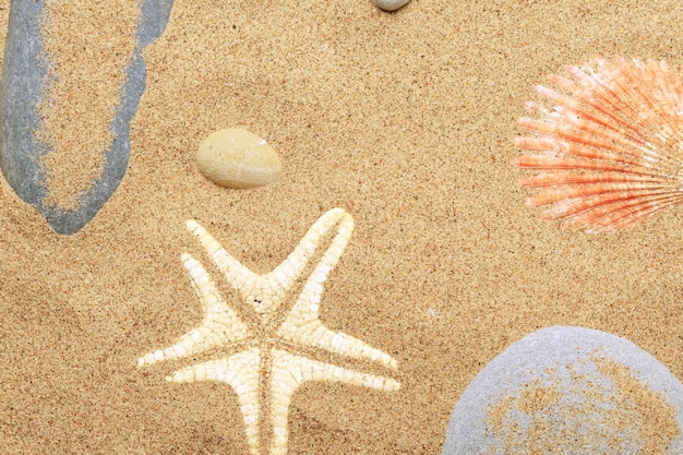 Des coquillages et une étoile de mer se trouvent sur le littoral
