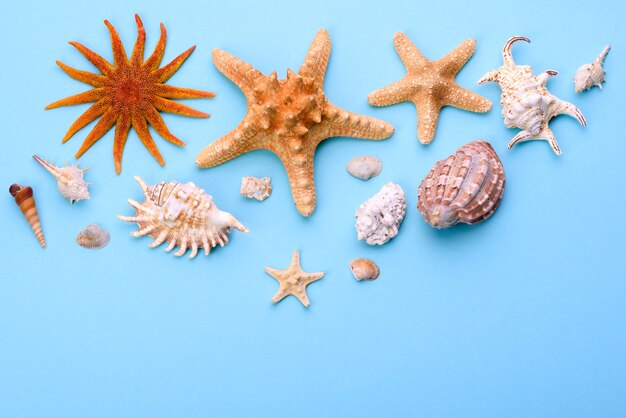coquillages et étoiles de mer. Fond d'été