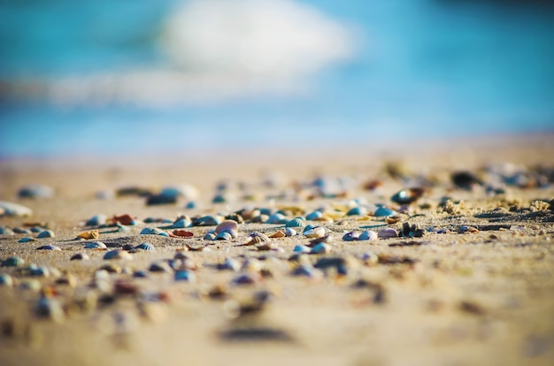 Coquillages et étoiles de mer sur la mer. photo d&#39;été.