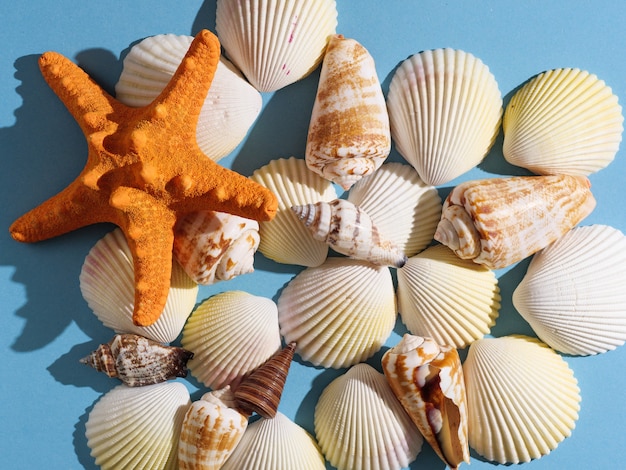 Coquillages et étoiles de mer avec ombre dure sur fond coloré, vue de dessus.