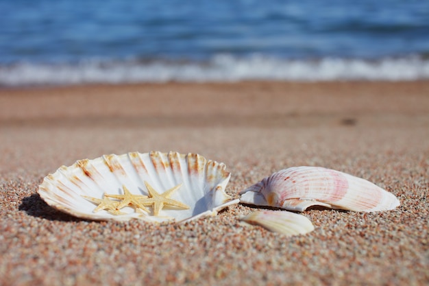 Coquillages et étoiles de mer sur la plage