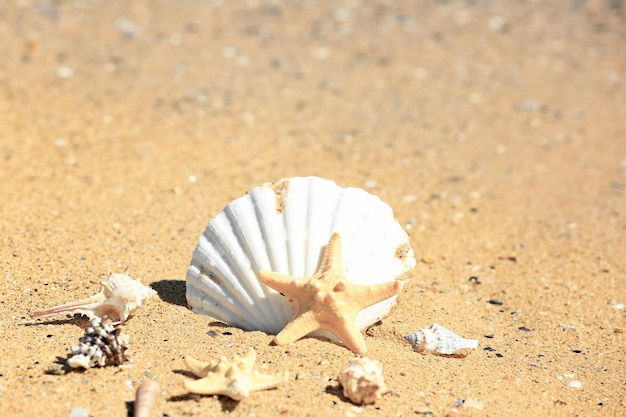 Coquillages et étoiles de mer sur le sable au bord de la mer Concept de vacances