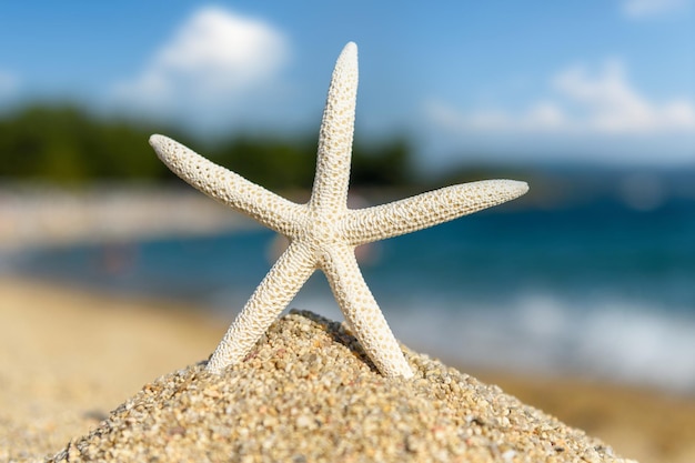 Coquillages étoiles de mer sur le sable au bord de la mer par une journée ensoleillée