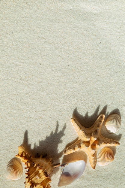 Photo des coquillages et des étoiles de mer sur le sable