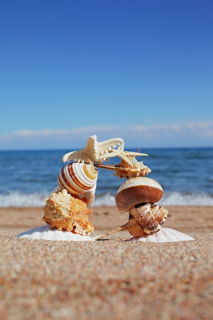 Coquillages et étoiles sur le rivage.