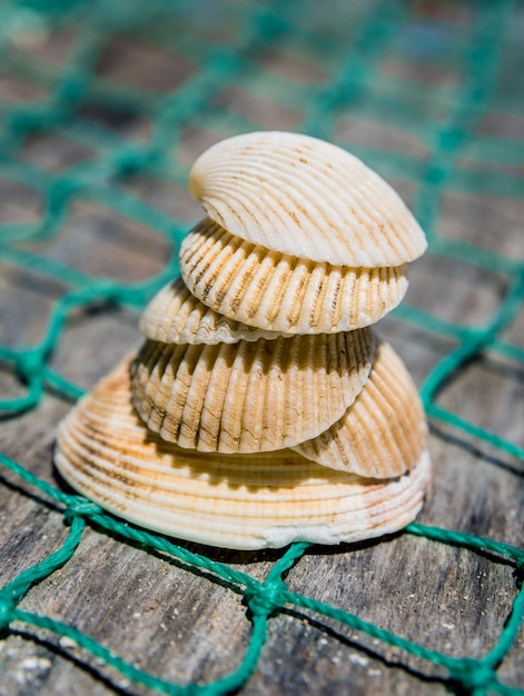 Coquillages avec filet de pêche et chapeau.