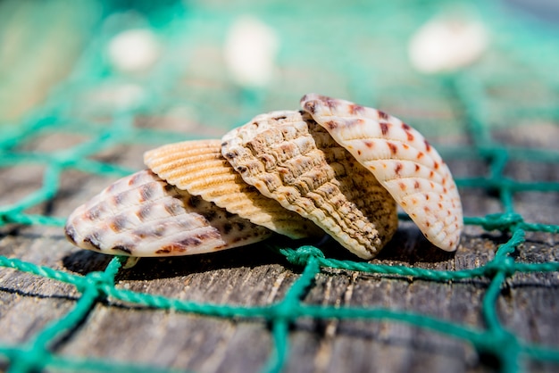 Coquillages avec filet de pêche et chapeau