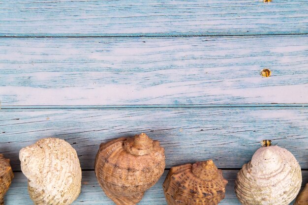 Coquillages sur un fond en bois bleu. Thème marin