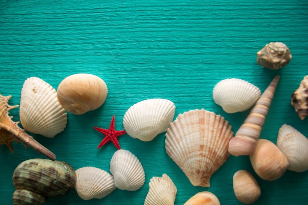 Coquillages sur fond en bois bleu