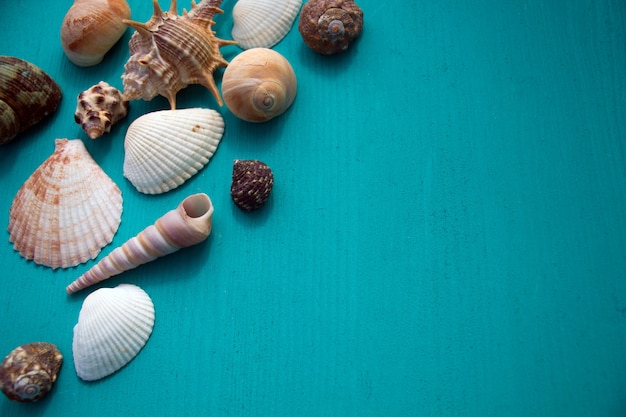 Coquillages sur fond en bois bleu