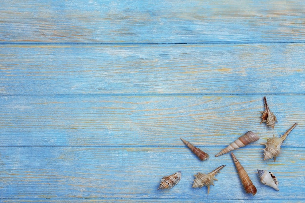 coquillages sur fond en bois