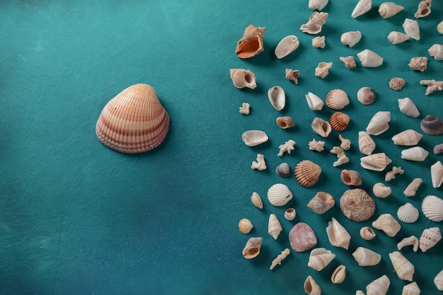 Coquillages sur un fond de couleur de vague de mer. Concept de vacances d'été. Espace pour le texte.