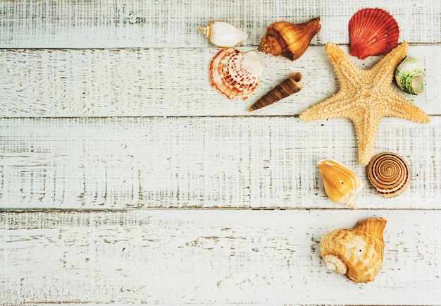 Coquillages de mer sur fond de bois blanc