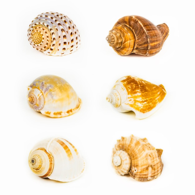 Coquillages de mer isolé sur fond blanc