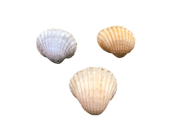 Coquillages de l'océan isolé sur fond blanc