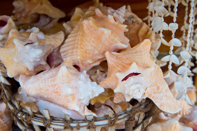 Coquillages en panier sur fond de bois à Key West, USA. Vacances et souvenirs de vacances. Concept de voyage et de voyage