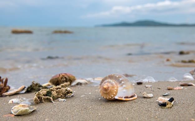 Coquillages sur la plage avec ciel et mer.