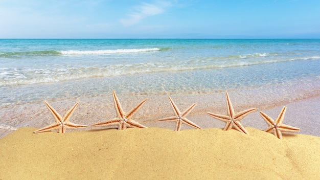 Coquillages sur la plage d'été avec du sable