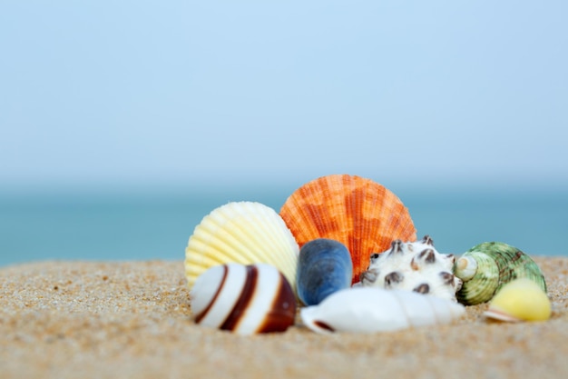 Coquillages sur une plage d'été et sable en arrière-plan