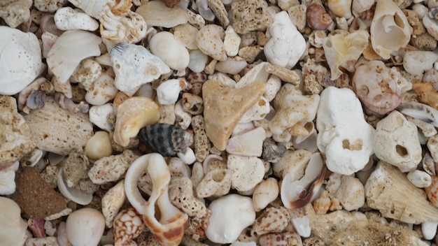 coquillages sur une plage de sable blanc. fond de concept de nature. Escargot de mer.