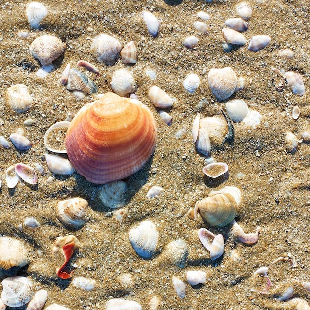 Coquillages sur la plage de sable close-up