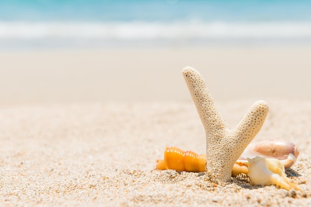 Coquillages sur la plage de sable