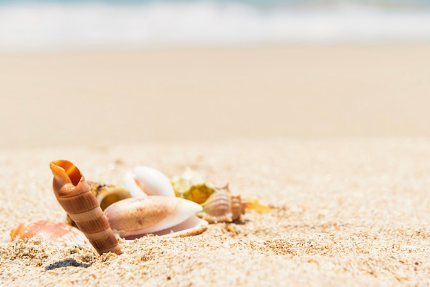 Coquillages sur la plage de sable