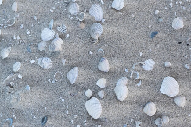 Des coquillages sur une plage de sable