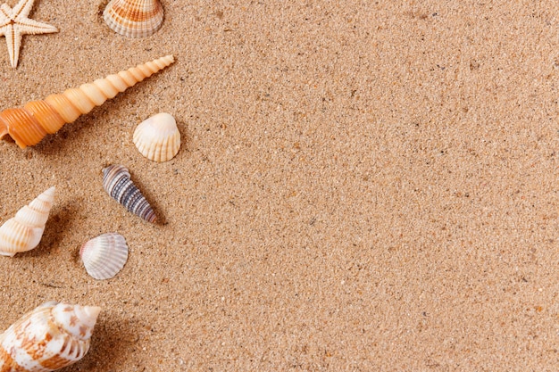 Coquillages sur la plage de sable.