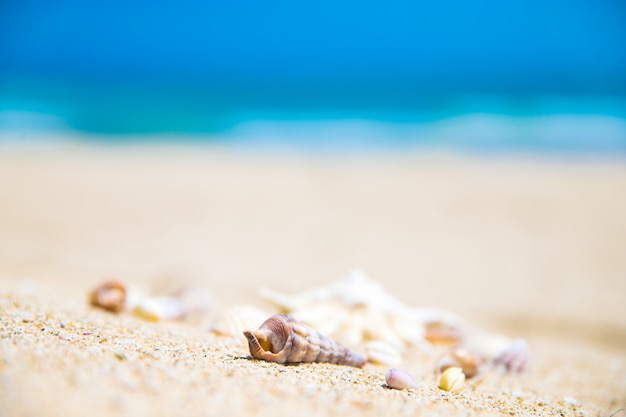 Coquillages sur la plage de sable