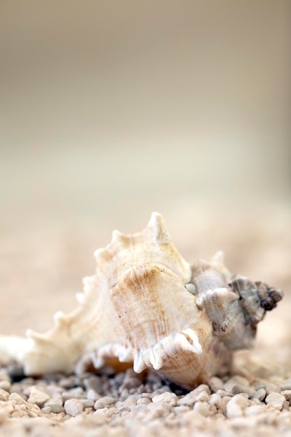 Photo coquillages à la plage soft focus arrière-plan flou pour copie espace été nature concept tropical