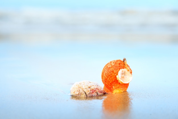 coquillages sur la plage tropicale avec espace de copie pour le texte ou le produit.