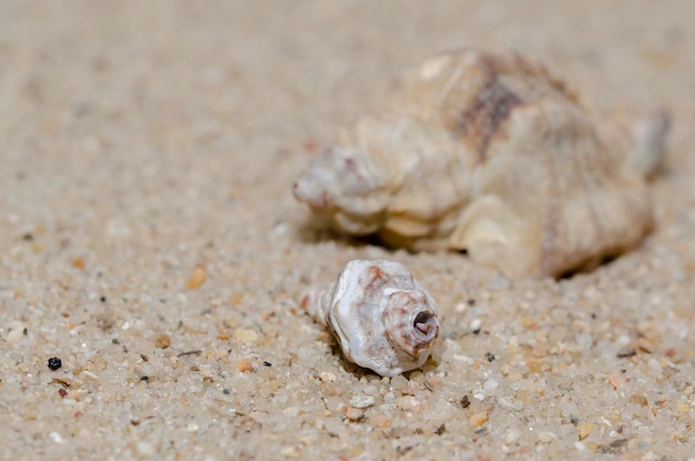 Coquillages sur la plage