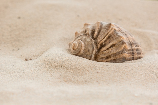 Coquillages de rivière multicolores se trouvent chaotiquement sur le sable à côté de la mer