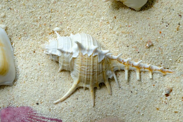 Coquillages Sur Le Sable Blanc