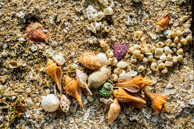 coquillages sur le sable et l'eau de mer vue sur la plage et le verre, l'arrière-plan coquillages et l'eau de mer