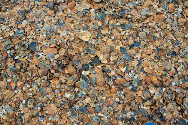 Coquillages sur le sable. Fond de plage d'été. Vue de dessus