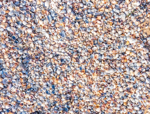 Coquillages sur le sable Fond de plage d'été Vue de dessus